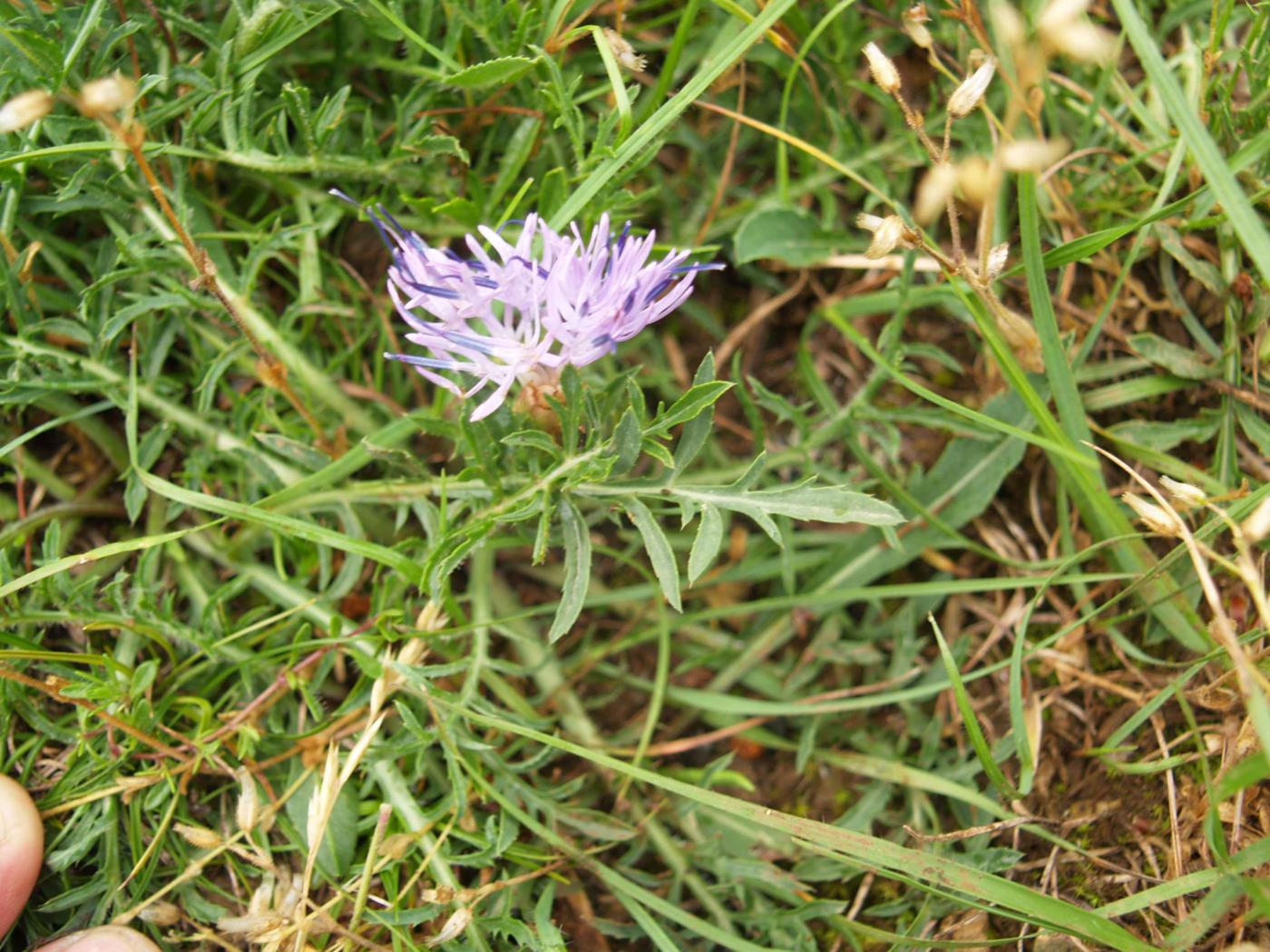 Thistle, Dwarf blue leaf